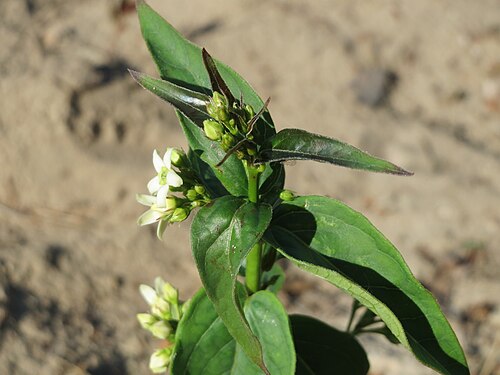 Common vincetoxicum: Schwalbenwurz ( Vincetoxicum hirundinaria ) auf dem Saupferchbuckel in der Schwetzinger Hardt