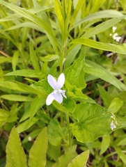 Acuminate violet (Viola acuminata)