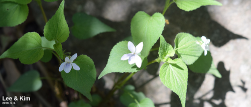 Acuminate violet (Viola acuminata)