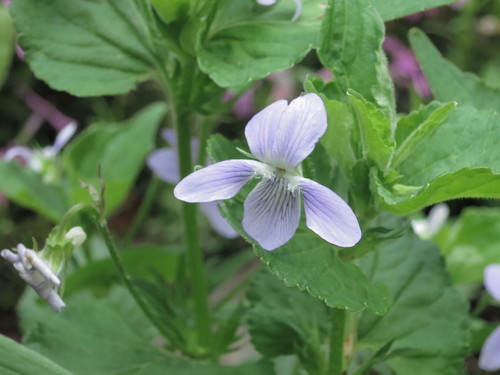 Acuminate violet (Viola acuminata)