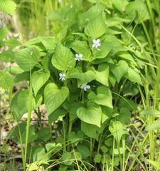 Acuminate violet (Viola acuminata)