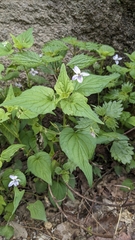Acuminate violet (Viola acuminata)