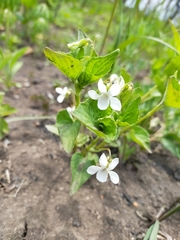 Acuminate violet (Viola acuminata)