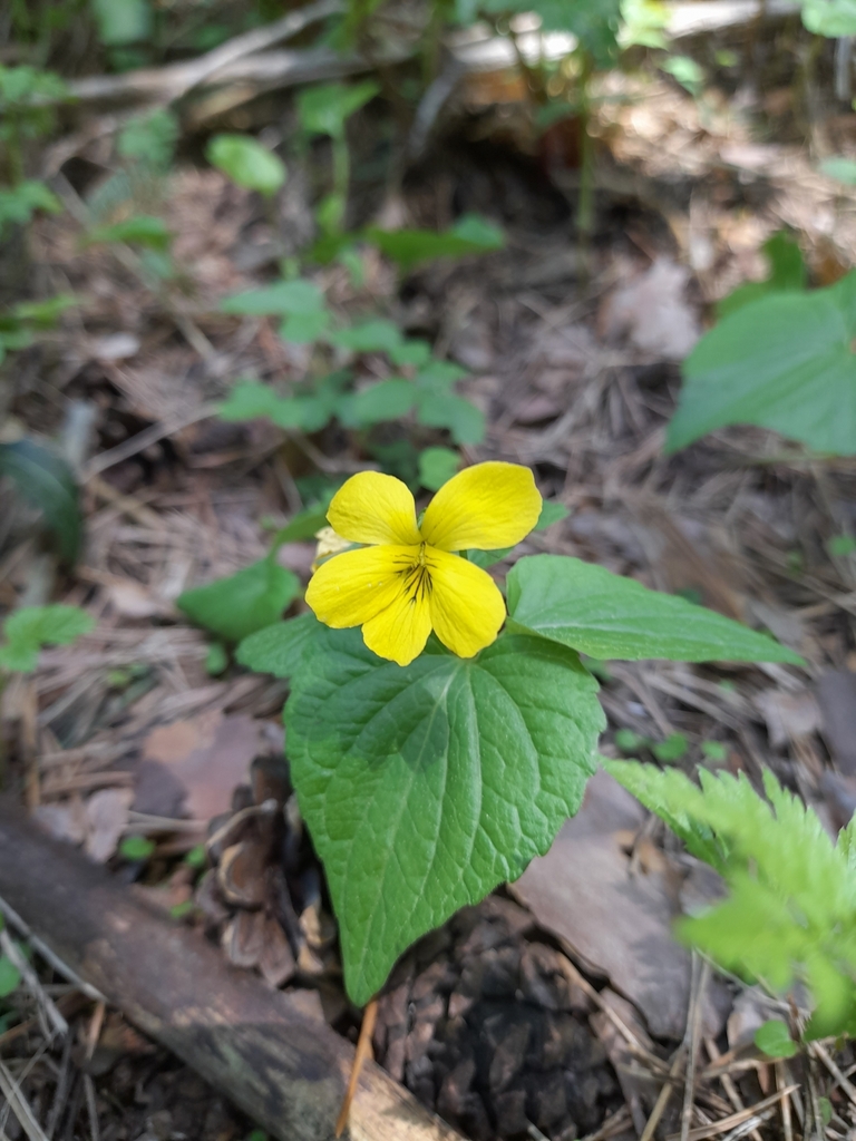 Viola acutifolia (Viola acutifolia)