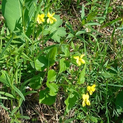Viola acutifolia (Viola acutifolia)