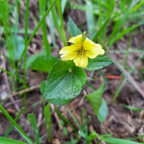 Viola acutifolia (Viola acutifolia)