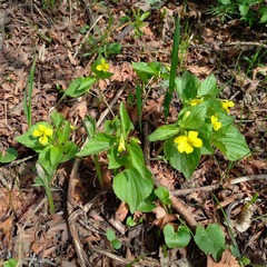 Viola acutifolia (Viola acutifolia)