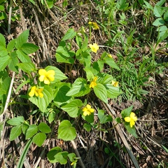 Viola acutifolia (Viola acutifolia)