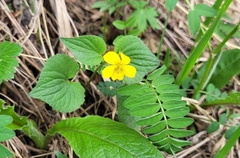 Viola acutifolia (Viola acutifolia)