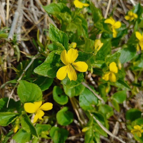 Viola acutifolia (Viola acutifolia)