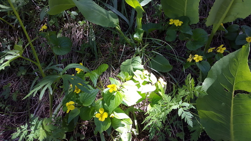 Viola acutifolia (Viola acutifolia)