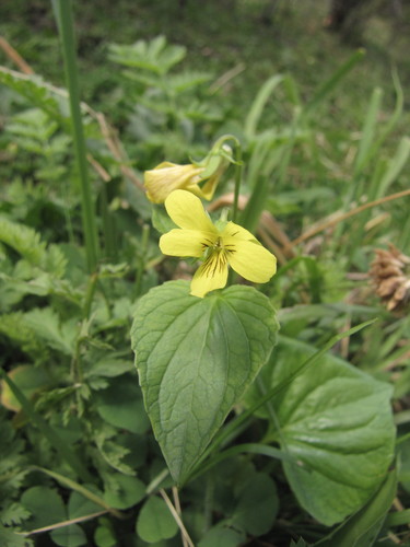 Viola acutifolia (Viola acutifolia)