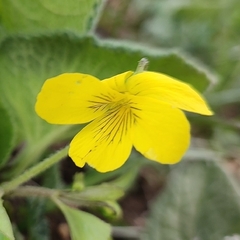 Viola acutifolia (Viola acutifolia)