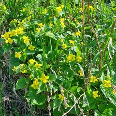 Viola acutifolia (Viola acutifolia)