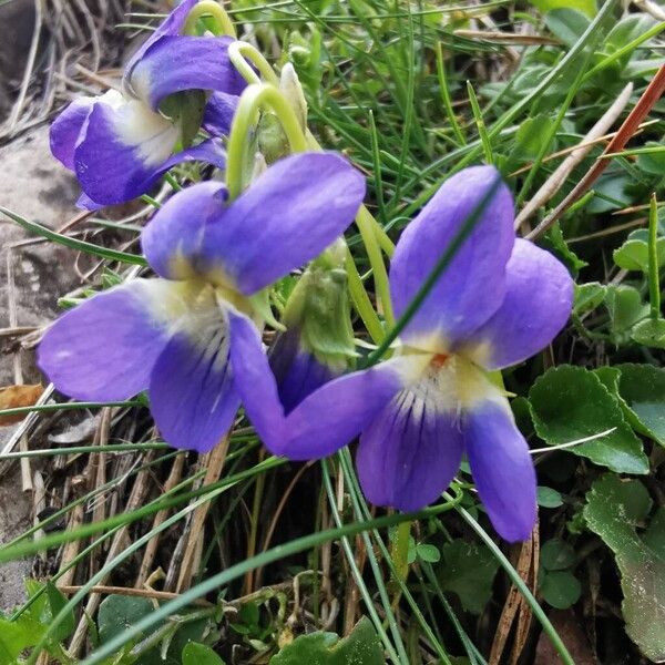 Viola adriatica (Viola adriatica)