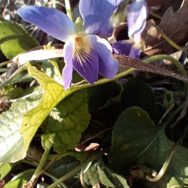 Viola adriatica (Viola adriatica)
