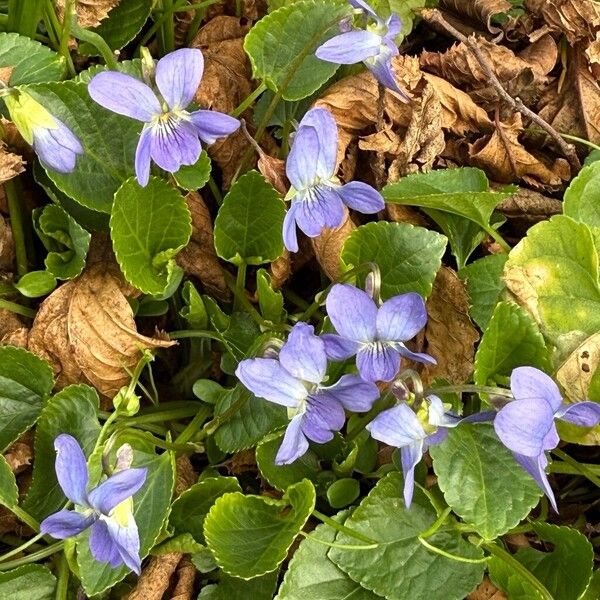 Viola adriatica (Viola adriatica)