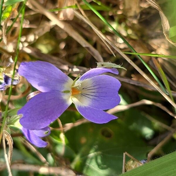 Viola adriatica (Viola adriatica)