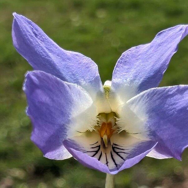 Viola adriatica (Viola adriatica)