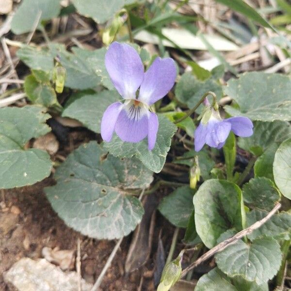 Viola adriatica (Viola adriatica)