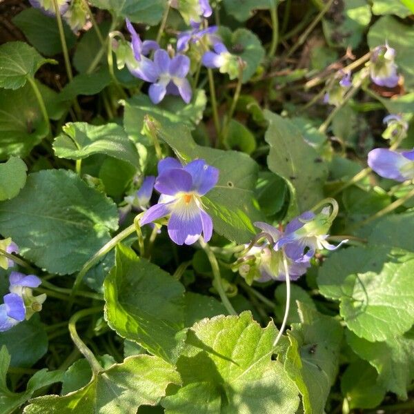 Viola adriatica (Viola adriatica)