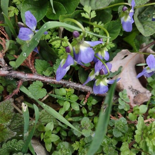 Viola adriatica (Viola adriatica)