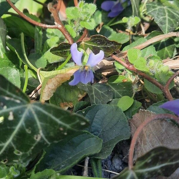 Viola adriatica (Viola adriatica)