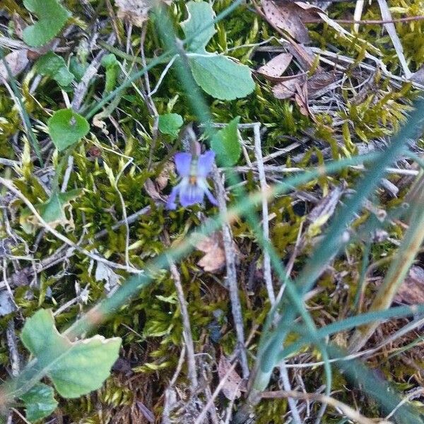 Viola adriatica (Viola adriatica)