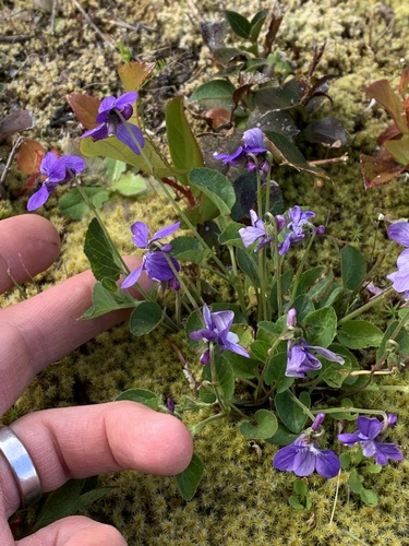 Early Blue (Hook) Violet (Viola adunca)