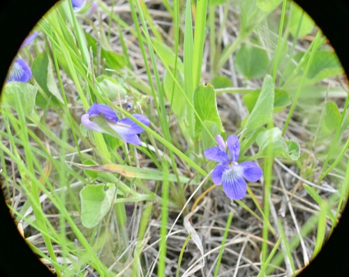 Early Blue (Hook) Violet (Viola adunca)