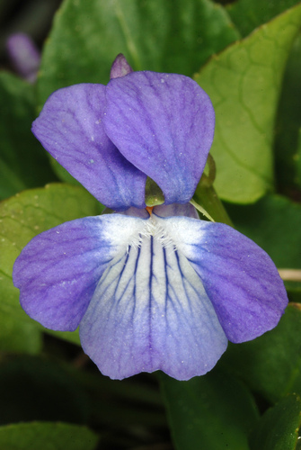 Early Blue (Hook) Violet (Viola adunca)