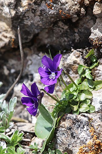 Viola alpina: Eisenerzer Reichenstein