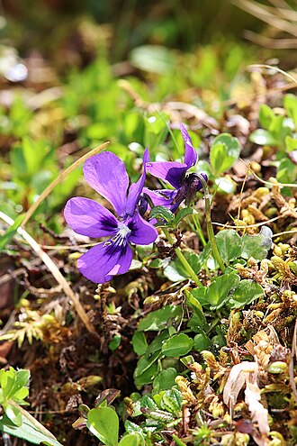 Viola alpina: Eisenerzer Reichenstein