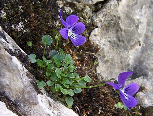Viola alpina: Viola alpina (pl. fiołek alpejski), habitat: Tatra Mountains, Dolina Miętusia, Kobylarzowy Żleb