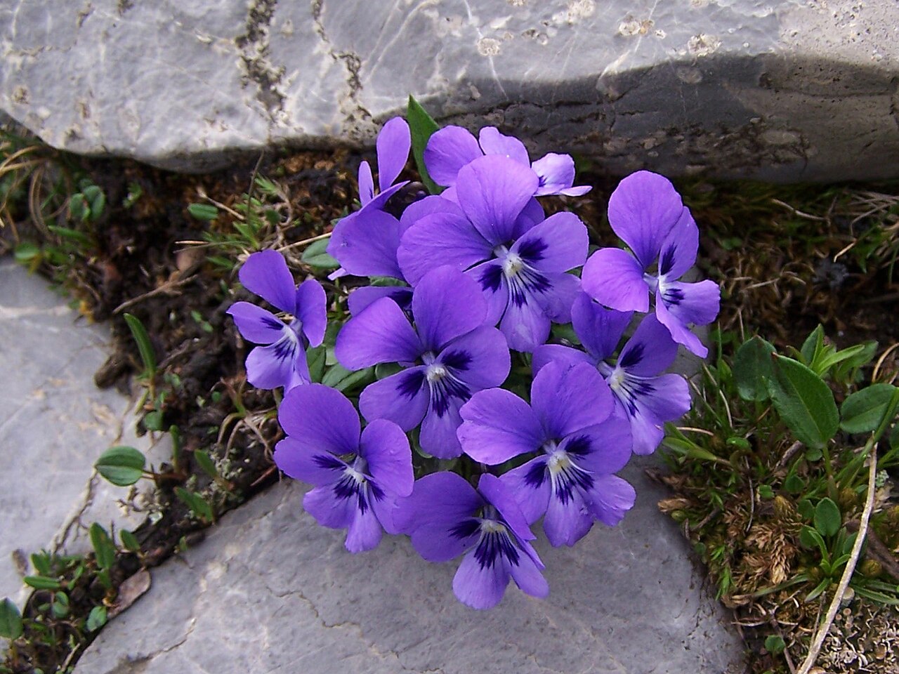 Viola alpina: Viola alpina (pl. fiołek alpejski), habitat; Tatra Mountains , Czerwone Wierchy, Kobylarzowy Żleb