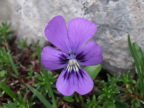 Viola alpina: Viola alpina
