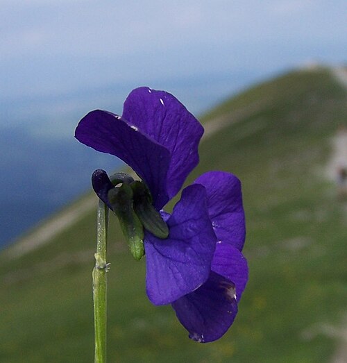 Viola alpina: Viola alpina (pl. fiołek alpejski), habitat: West Tatra Mountains, Hala Upłaz