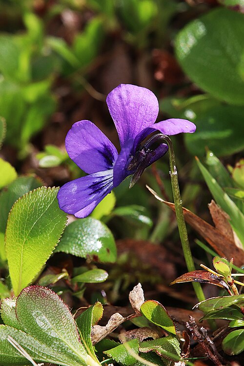 Viola alpina: Eisenerzer Reichenstein