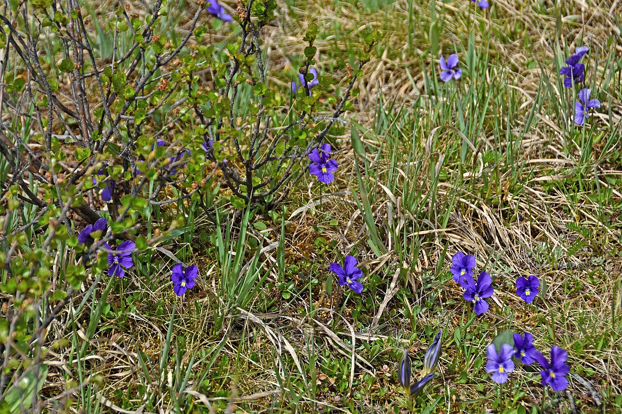 Viola altaica: Viola altaica on Ulagansky Pass, Altai Republic, Russia