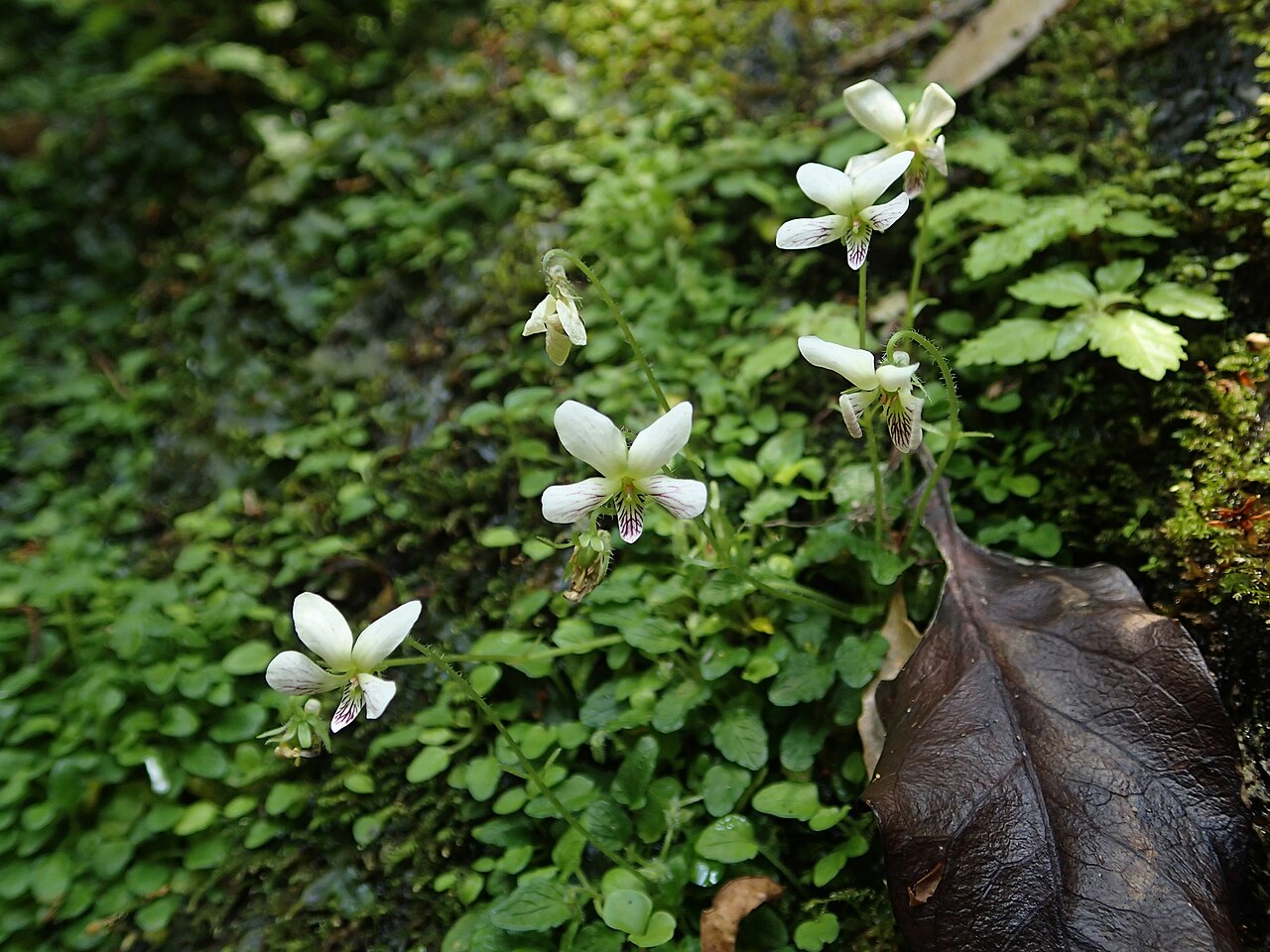 Amami violet: アマミスミレViola amamiana 奄美大島2014年5月4日