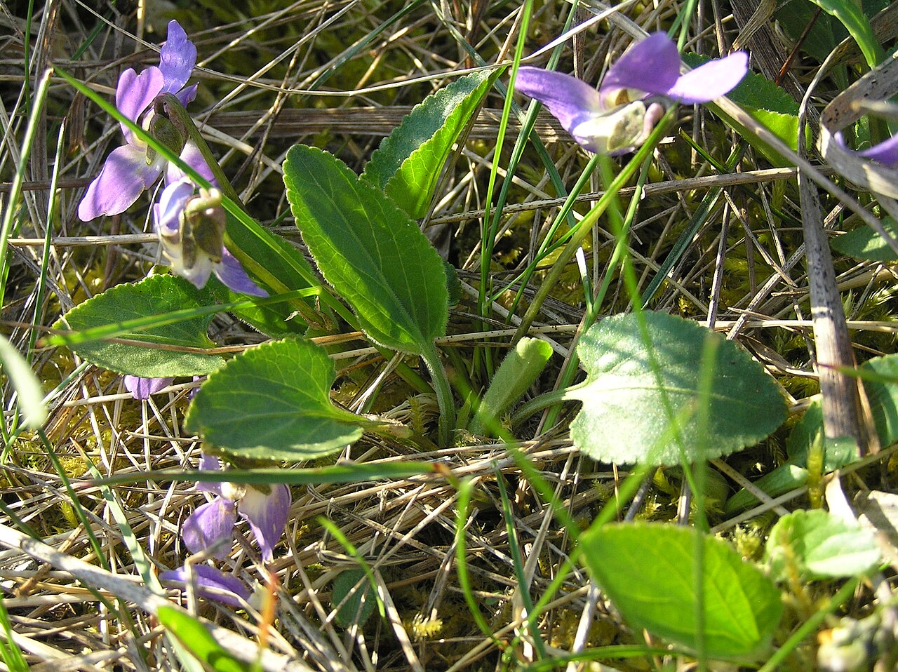 Viola ambigua: Viola ambigua, the hill Śibeničník near the town Mikulov, Southern Moravia, Czech Republic