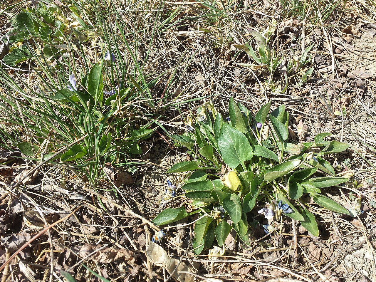 Viola ambigua: Habitus Taxonym: Viola ambigua ss Fischer et al. EfÖLS 2008 ISBN 978-3-85474-187-9 Location: to the Sourth of Ladendorf, district Mistelbach, Lower Austria - ca