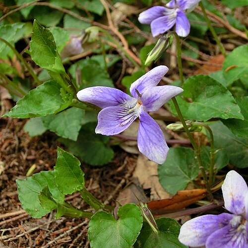 Viola anagae: Viola anagae . Tenerife, Anaga mountains, ca. 1 km NE of Chinobre, laurel forest, ca. 800 m.