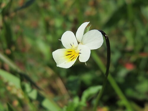 Field pansy: Acker-Stiefmütterchen ( Viola arvensis ) am Tierfriedhof Saarbrücken - der südliche Teil liegt im Landschaftsschutzgebiet „Drahtzugweiher und das Habsterwiesent