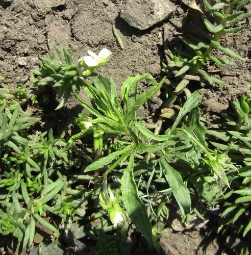 Field pansy (Viola arvensis)