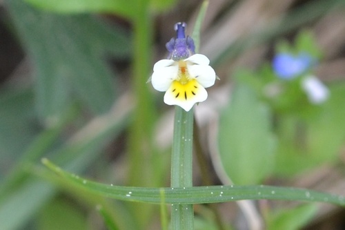 Field pansy (Viola arvensis)