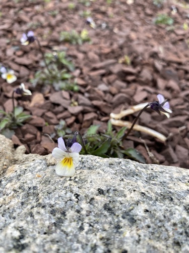 Field pansy (Viola arvensis)