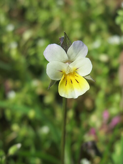 Field pansy: Acker-Stiefmütterchen ( Viola arvensis ) in Hockenheim