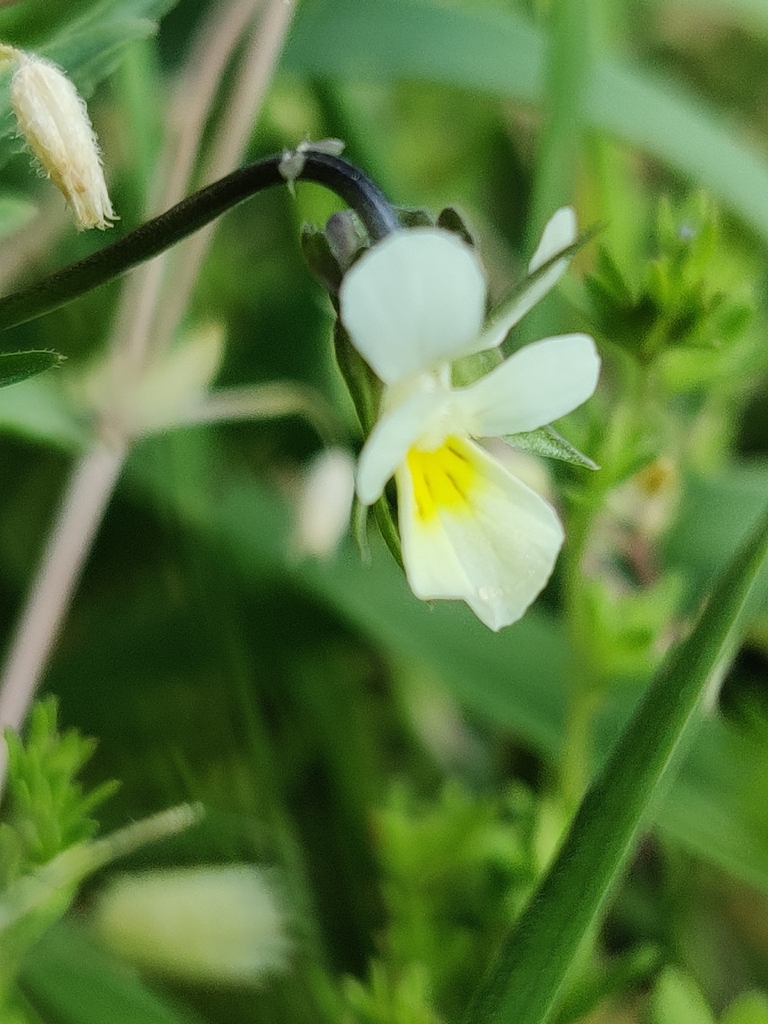 Field pansy (Viola arvensis)