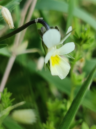 Field pansy (Viola arvensis)